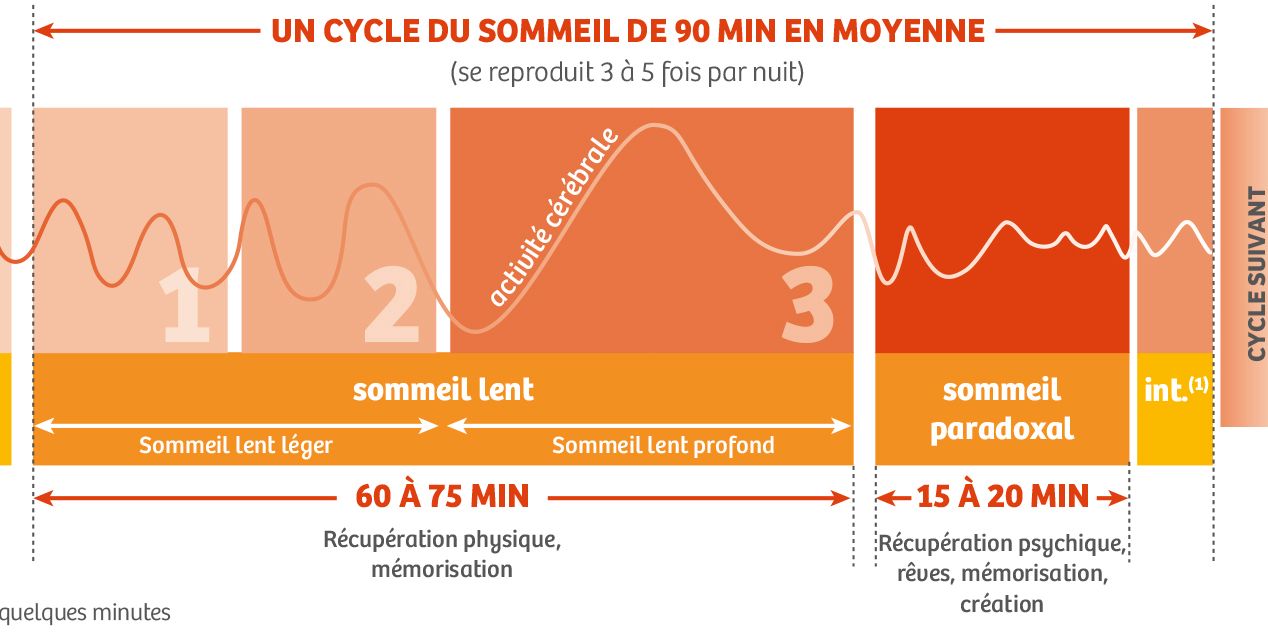 A2 Les Rythmes Biologiques And Le Sommeil 2nde Bac Pro 7897